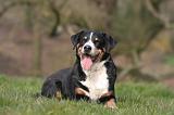 BOUVIER D'APPENZELL 089